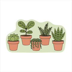 Fototapeta premium A Charming Collection of Five Potted Indoor Plants Grouped Together