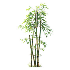 Tall green bamboo stalks with lush leaves isolated on transparent background