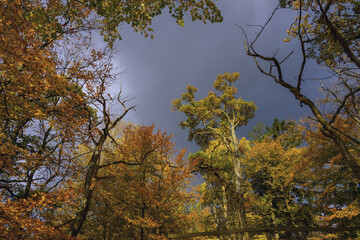 Was für eine Farbenpracht im Herbst, Bäume im Oktober herrlich