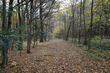 ​A forest path, covered with a thick layer of dark brown autumn leaves, leads through a dense autumnal wood. Slender tree trunks create a deep perspective and a sense of solitude, suggesting a quiet w