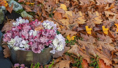 Was für eine Farbenpracht im Herbst, Laub und Blüten im Oktober herrlich
