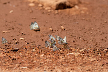 Belenois aurota, the caper white butterfly, is a small to medium-sized butterfly from the family Pieridae.