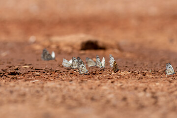 Belenois aurota, the caper white butterfly, is a small to medium-sized butterfly from the family Pieridae.