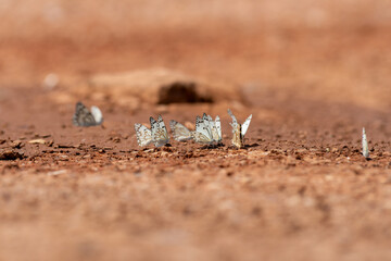 Belenois aurota, the caper white butterfly, is a small to medium-sized butterfly from the family Pieridae.