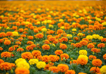 campo de flores de cempasúchitl para día de muertos