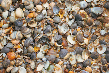 Abstract Seashell variety Beach Texture background shells and rocks