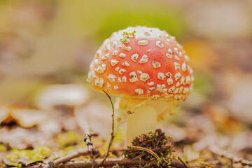 Beautiful fly agaric, red with white dots, the concept of fly agaric poisoning