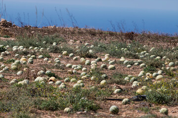 Numerous small, striped melons are scattered across a dry, sparse field with a distant blue sea under a clear sky.