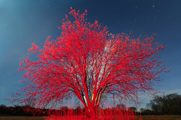 A solitary tree illuminated with vibrant red and white lights stands under a dark, starry night sky...