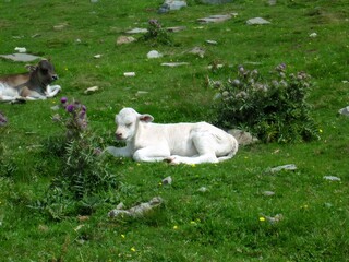 Obraz premium Calves resting in green field on sunny day