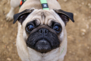 Obraz premium Pug dog looking up expressing loyalty and cuteness