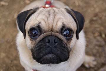 Pug dog looking up expressing loyalty and cuteness