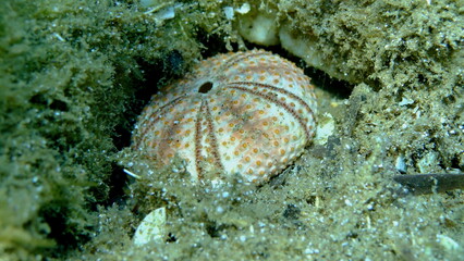 Test (shell) of Black sea urchin (Arbacia lixula) undersea, Aegean Sea, Greece, Halkidiki, Pirgos beach
