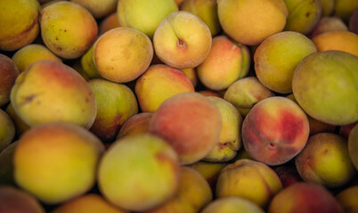 Ripe little peaches, autumn harvest. An orchard.