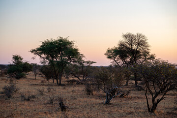 Obraz premium Forest with desert in Namibia 