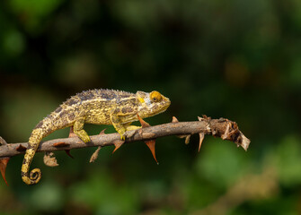Trioceros rudis or chameleon on branch of bitter apple bush protected by thorns and camouflage