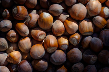  Hazelnuts in their shells photographed from above. The image shows a selection of natural hazelnuts, some slightly soiled, highlighting textures, imperfections, and authentic colors.