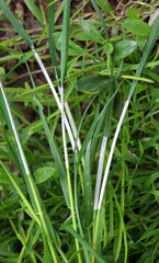 Grass affected by the Epichloë fungus