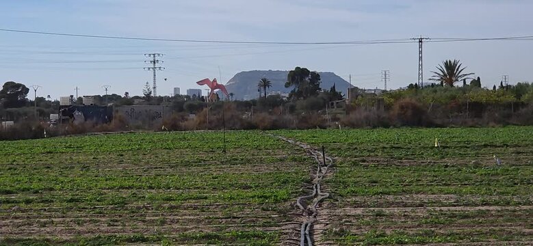 Cometa espantap&aacute;jaros con forma de rapaz , de &aacute;guila o halc&oacute;n.