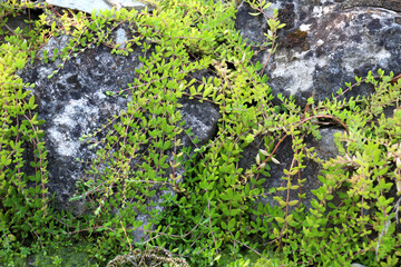 Sedum sarmentosum grows in nature