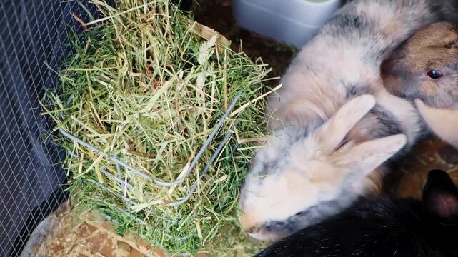 High-angle video footage showing several rabbits (tricolor, black, and agouti) huddled around a hay feeder, showcasing group feeding behavior in their enclosure.