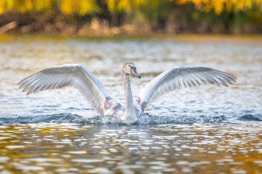 Young Mute Swan Spreading Its Wings on the Lake