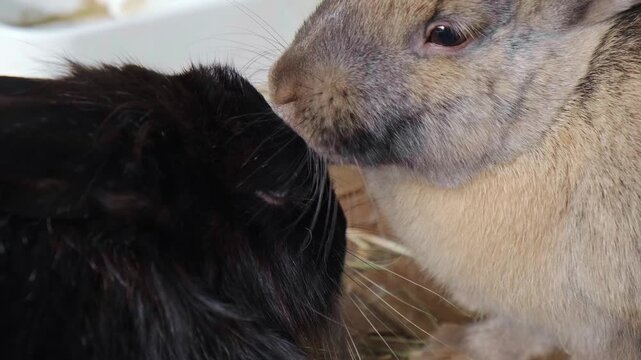 Close-up of Black and Agouti Rabbits Affectionate Licking