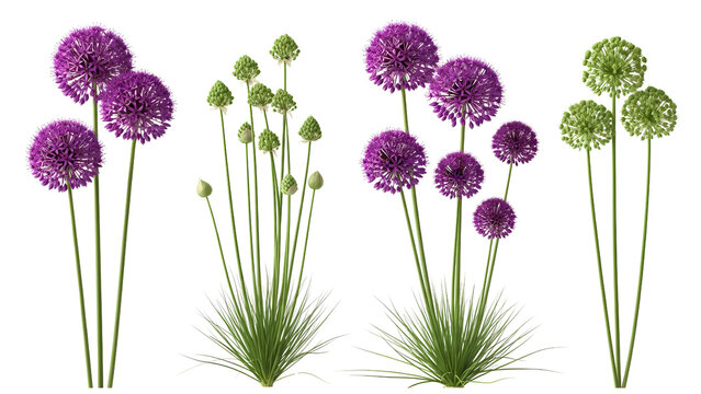 Set of purple and green Allium flowers in bloom and bud, isolated on a transparent background for design