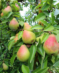 Pears ripen on the tree branch.