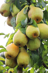 Pears ripen on the tree branch.