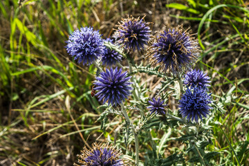 close up of thistles in a meadow in the Dr&ocirc;me region in summer