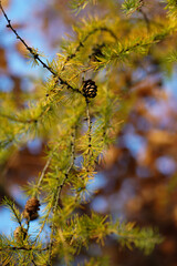 Autumn Larch Cone