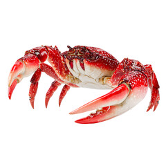 Detailed close up of a bright red and white spotted crab with large claws isolated on transparent background