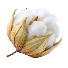 Close up of a fluffy white cotton boll with dry brown sepals isolated on transparent background