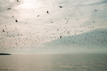 seagulls on the beach