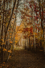 Obraz premium Autumn Forest