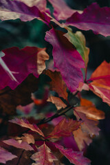 Obraz premium Autumn Leaves