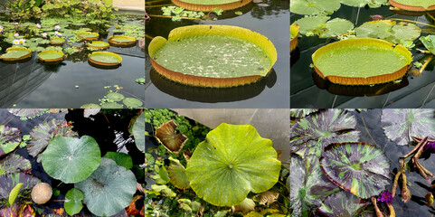 A collage of various varieties of water lilies  including the massive, round pads of the Giant Water Lily and smaller, colorful pads floating on the surface of a pond
