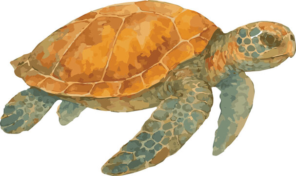 Vector watercolor illustration of a Loggerhead sea turtle