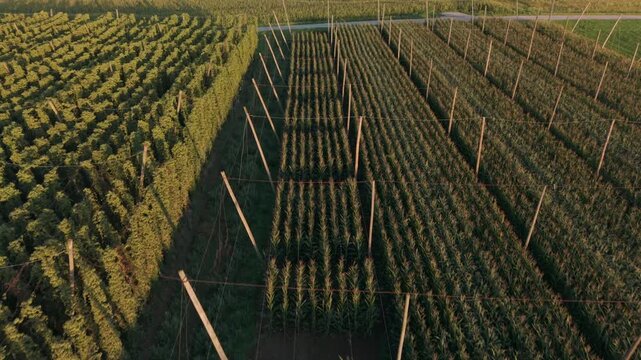 Fly over the biggest green hops fields at the Bavarian country before harvest phase