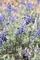 Lupinus mutabilis dans les Andes. Pérou