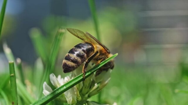 Macro video footage of a honey bee (Apis mellifera) slowly taking off and flying away from a white clover flower (Trifolium repens) on a sunny day. Pollination and ecology theme.