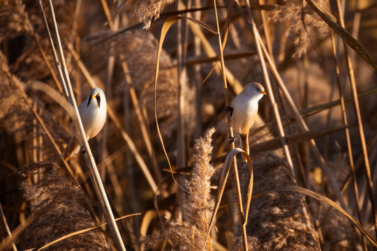A pair of bearded reedlings (Panurus biarmicus) perches on dry reed stems on a sunny autumn evening.