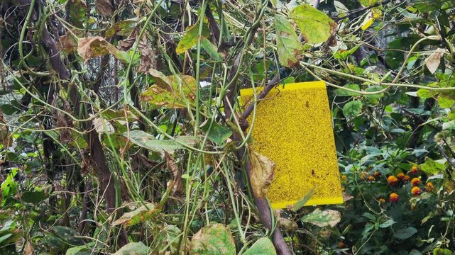 Yellow Sticky Insect Trap in Organic Vegetable Garden