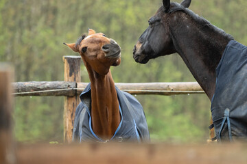 zwei Pferde beim Spielen und Grimmassen ziehen auf dem Paddock im Winter mit blauen Decken, Rappe, Brauner, Lachen, Flemen, Warmblut, Equestrian, Rassepferd