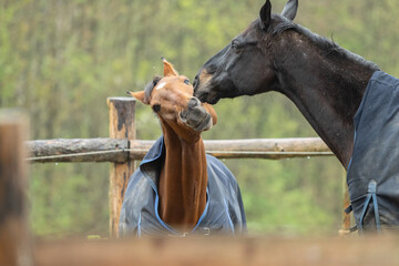 zwei Pferde beim Spielen und Grimmassen ziehen auf dem Paddock im Winter mit blauen Decken, Rappe, Brauner, Lachen, Flemen, Warmblut, Equestrian, Rassepferd