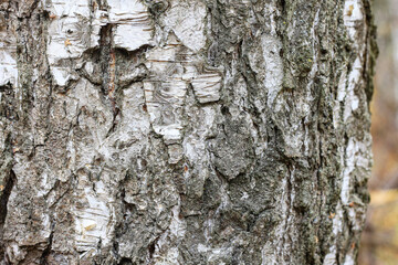 beautiful scene with birches in yellow autumn birch forest