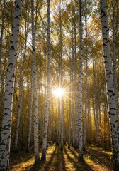 Obraz premium Sunlight filtering through the canopy of a dense stand of white birch trees in the tranquil forest during the late autumn season, trunks, white, texture