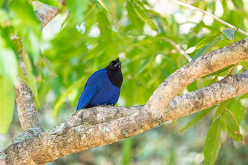 Gralha-azul pousada em galho de árvore olhando para a frente e levemente para cima