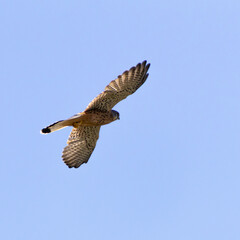 Lesser Kestrel Flying with Open Wings in Blue Sky, Limassol Cyprus